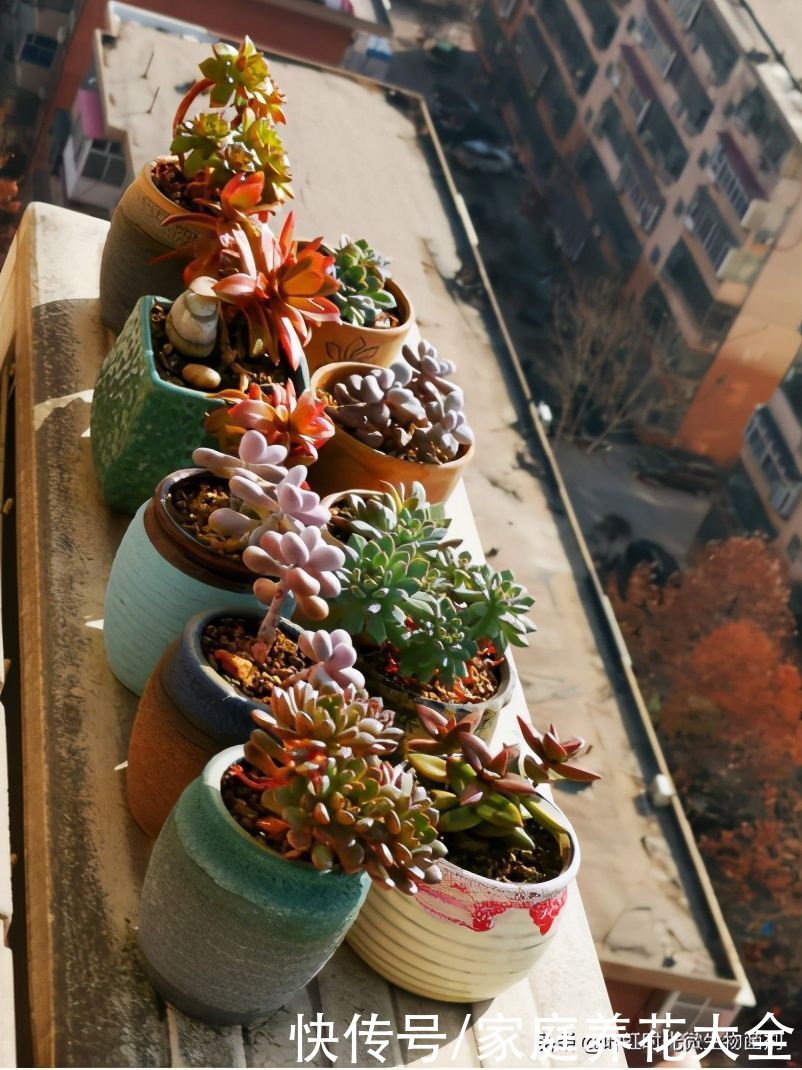 春季是多肉快速生长季，四点做好了，长出状态超美