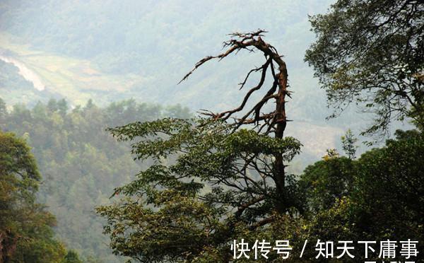 一代明君|痴傻皇叔李忱为何能获得皇位?被当作傀儡,登基后却成一代明君