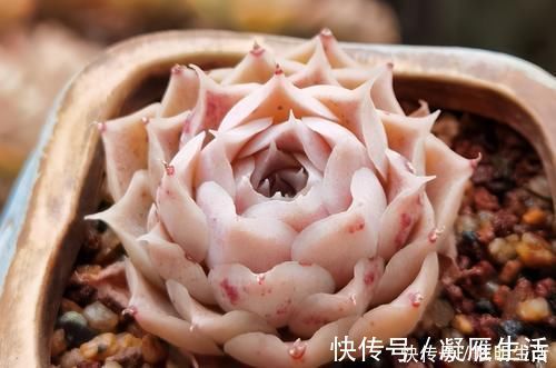 适应能力|多肉淋水后，哪些事情不该做，早知道才能避免“发烧”