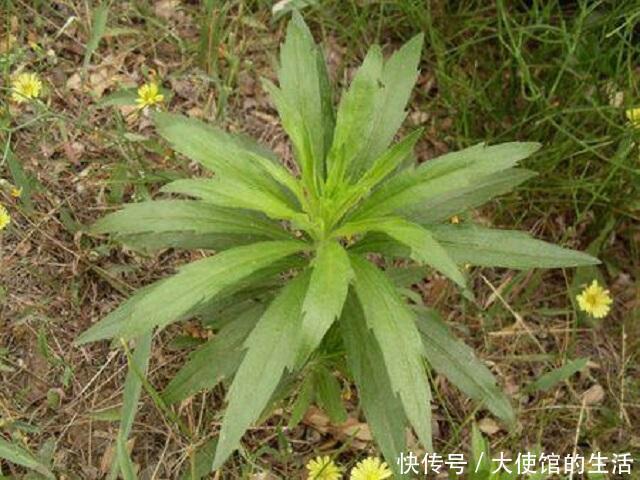 乡下1种蓬松小草,路边随处可见,常人遇到将其当杂草,错过宝贝