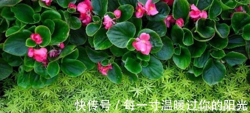 苔#袁枚最有哲理的一首诗,虽然我们很渺小,但也要活得比别人更精彩