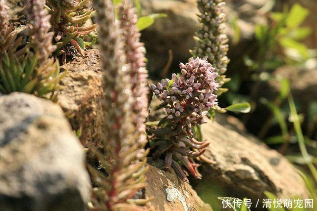 农村屋顶长“瓦松”，可别轻易拔掉，这东西好着呢