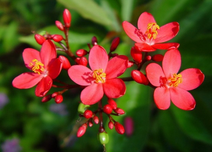 1种花,叶似“大提琴”,比杜鹃花更红艳,一开360天,好养易爆盆