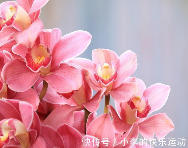 花卉|最抢手的年宵花,喜庆又吉祥,放在家里,热闹过新年