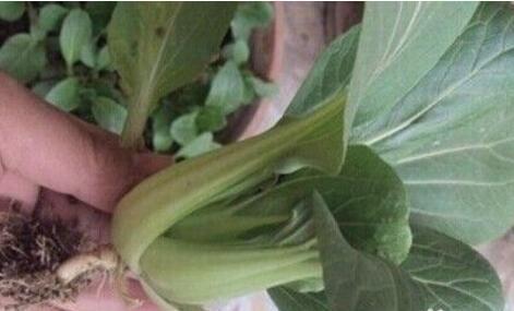 家庭种鸡毛菜,简单1个小方法,一棵棵长得又