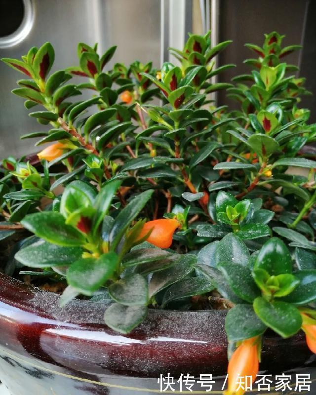 爆盆|养花技巧:折腾不死的25种花,咋养都爆盆,懒人最适合