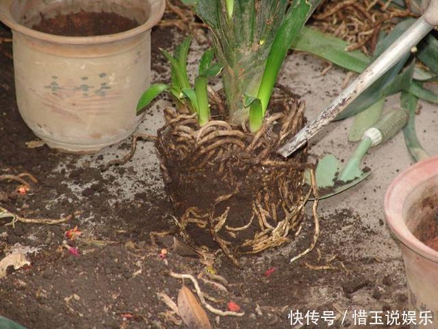 夏季换盆一时爽，“方法”错了，换完花卉死翘翘