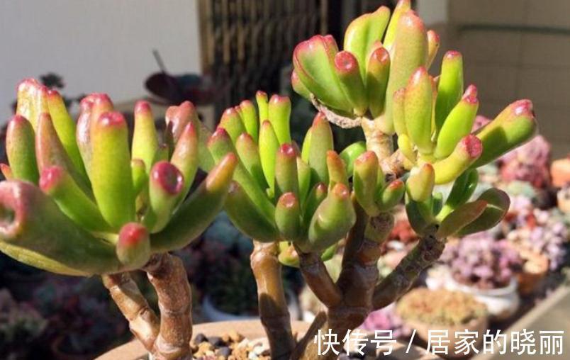 “吸财”多肉筒叶花月,该如何养好?牢记4点,轻松上色出状态