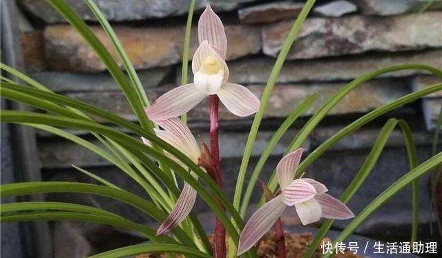 春季养兰花,要做“2件事”,花苞窜满了,开花芳香、长爆盆!