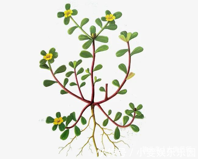 调理|一味马齿苋,治病大功效!马齿苋的5大顶级妙用方,连中医都夸赞