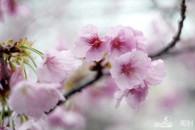 雨打樱花，花衬雨，雨中樱花别样美！内附保姆级拍花攻略