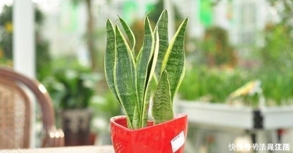 枸杞|冬天别的花可以不养,但是这6种,不养就亏了!