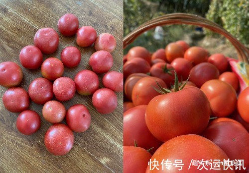 买西红柿别只会选红的，挑“母”的更沙甜多汁，让你一挑一个准