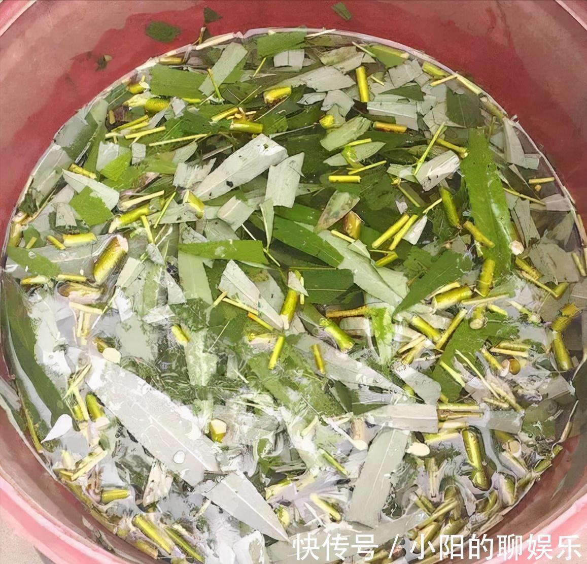 2年虎皮兰不长芽，3种刺激液体一浇，3周长一堆小尖芽