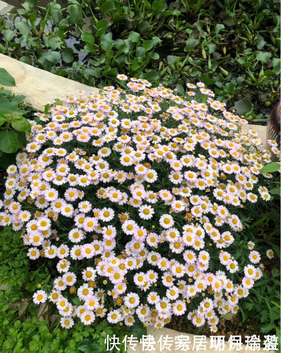 铜钱草|养花达人:张大爷家的花,1年养成“大转盘”,1次冒出25个头!