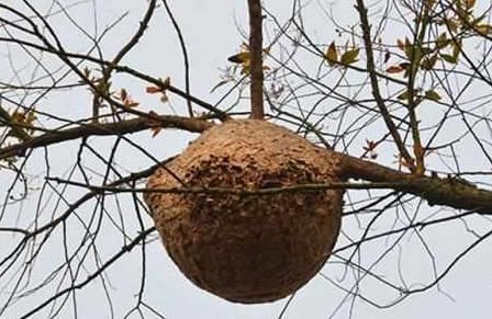 采集|盘点农村随处可见的8大美食，也许你只看到过它们菜盘上的样子！