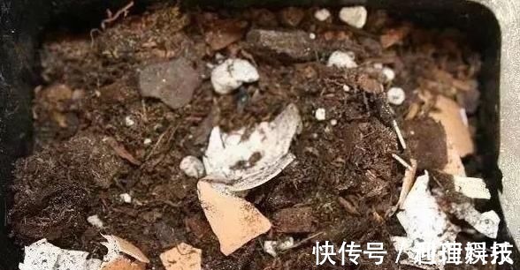 鸡蛋壳|养君子兰,喂上两个“蛋”,叶片壮实像白菜,花朵蹭蹭蹿