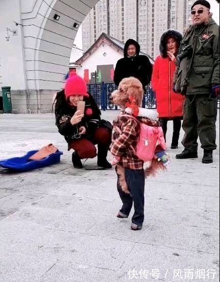 |搞笑图片幽默段子笑话:两只腿站立的狗狗,很不错哦,哈哈哈