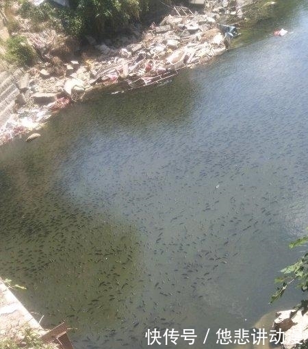 河面黑压压一群，都是罗非鱼，一下午钓几十斤