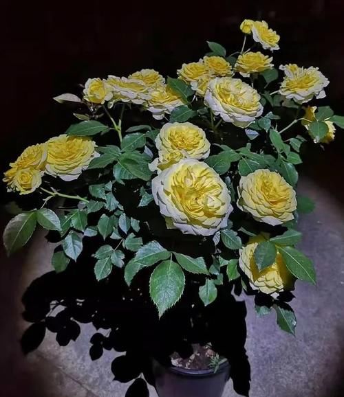 月季长满了花苞还能换盆吗？浇水来不及怎么办？