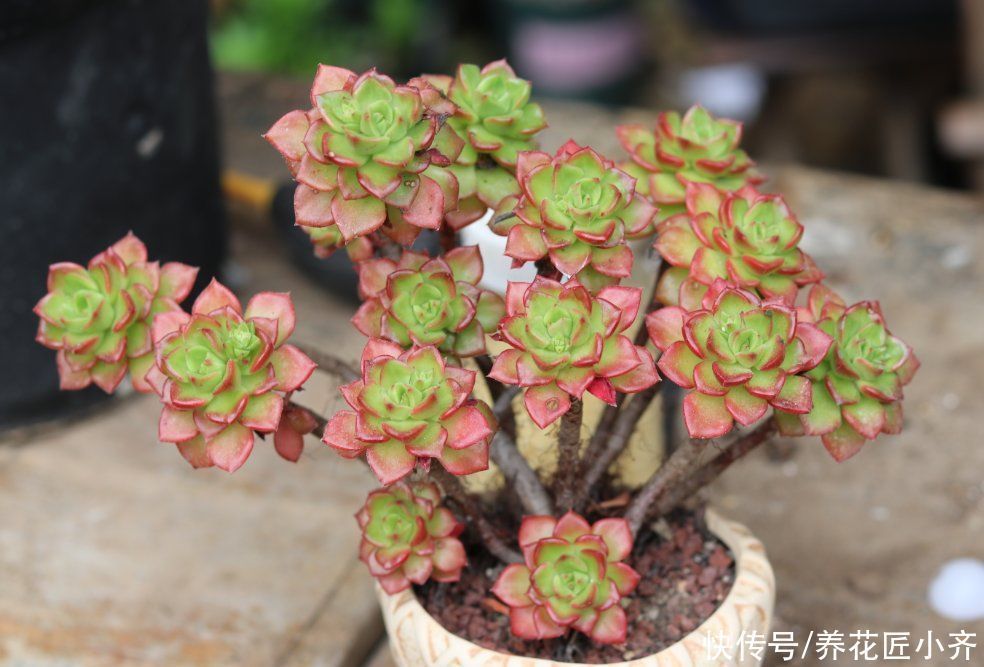 小苗|家庭养多肉，要记住这3点，这是成为多肉大户的“秘诀”