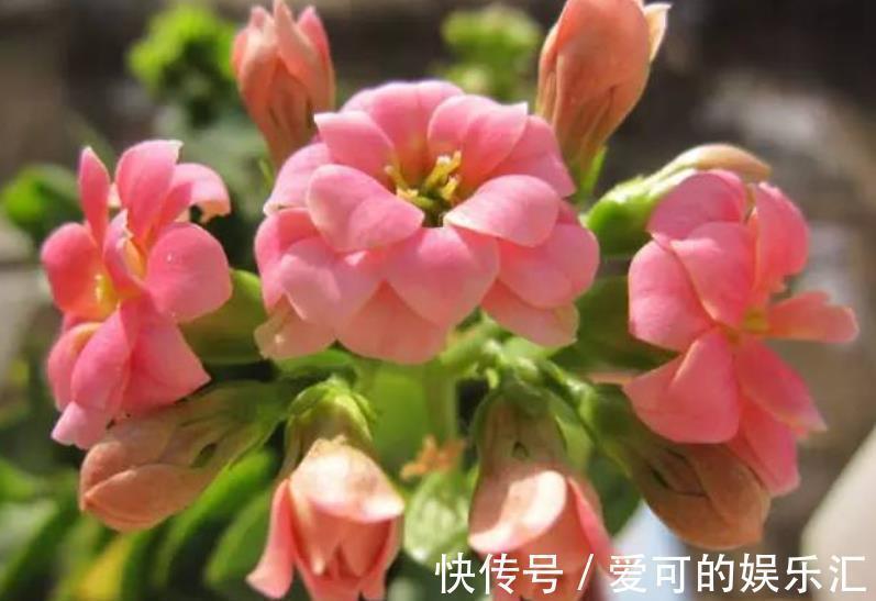 深秋养5种花，别急着搬进屋，室外晒一晒冻一冻，花芽会更多