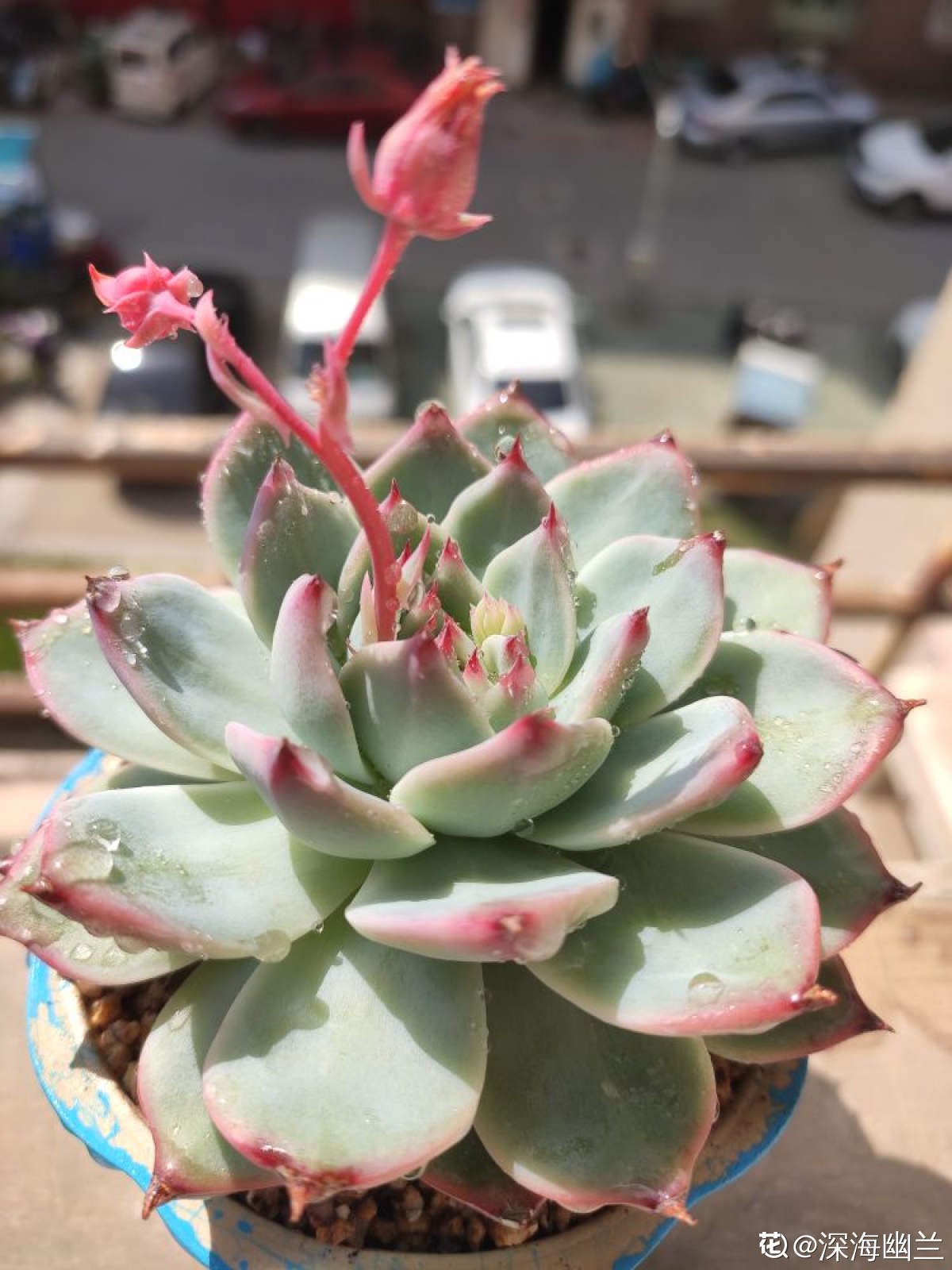 阳台上|10种多肉，正适合封闭小阳台，养起来爆盆特别快