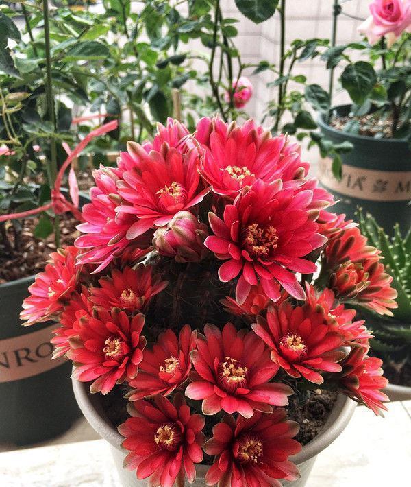 4种花养了就爆盆,好养易活开花漂亮,花美色艳,花儿轻松开爆盆