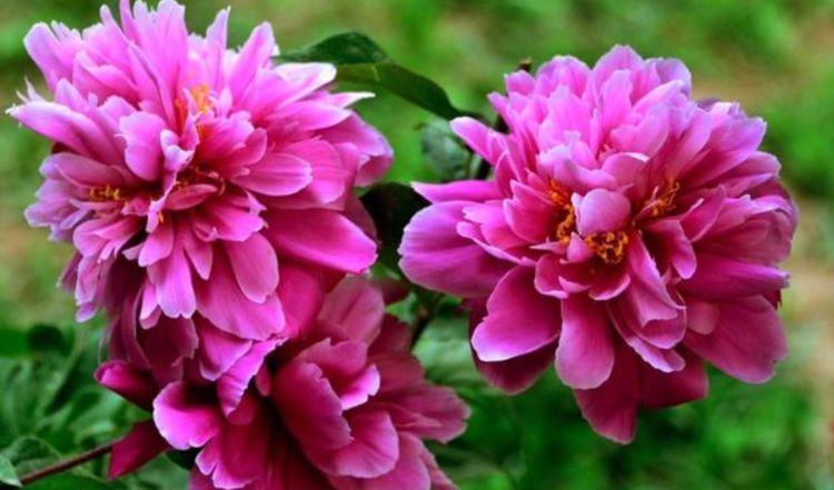 养花就养4种花,好养易活花量大,浇水就疯长,开花爆盆很容易