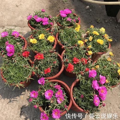 这几种花“花期”长，一开就是几个月，别人看了以为是假花