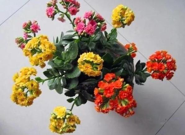 这3款植物买一盆就够了!用茎叶扦插,教你轻松铺满整个阳台