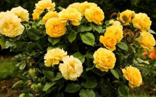 花草盆栽生红蜘蛛、蚜虫，别光粗暴地用手抓！