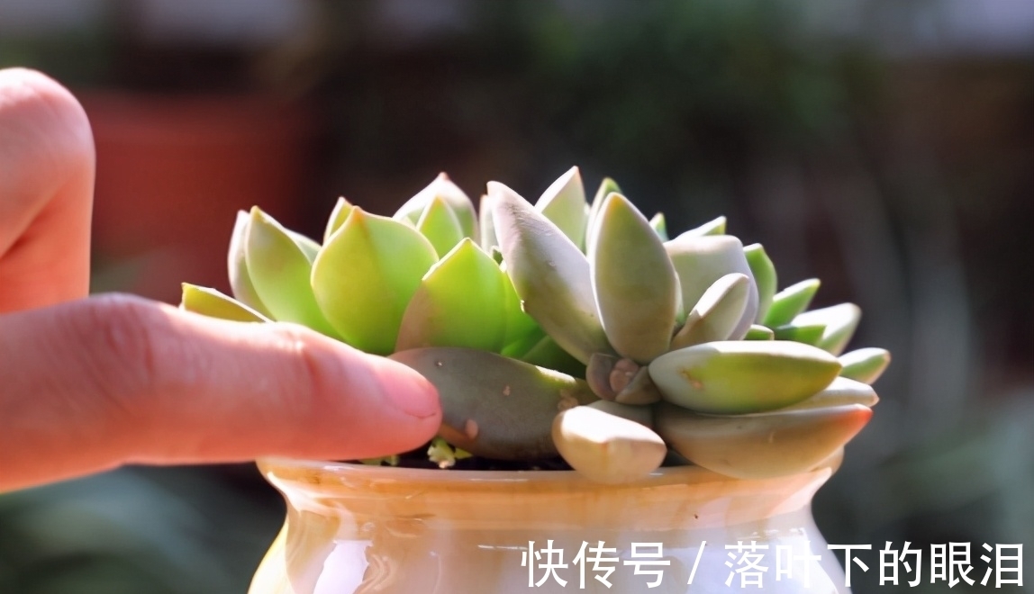 这些多肉新手买一盆死一盆,已被肉友拉进“黑名单”,买了浪费钱
