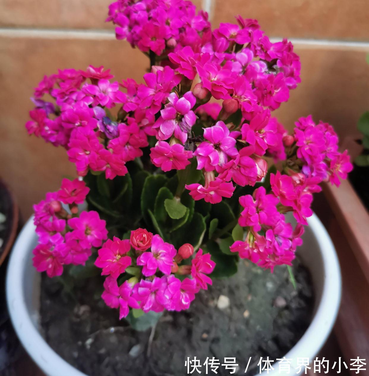 养长寿花,做好3件事,叶片油绿、花苞更多、开成惊艳的大花球