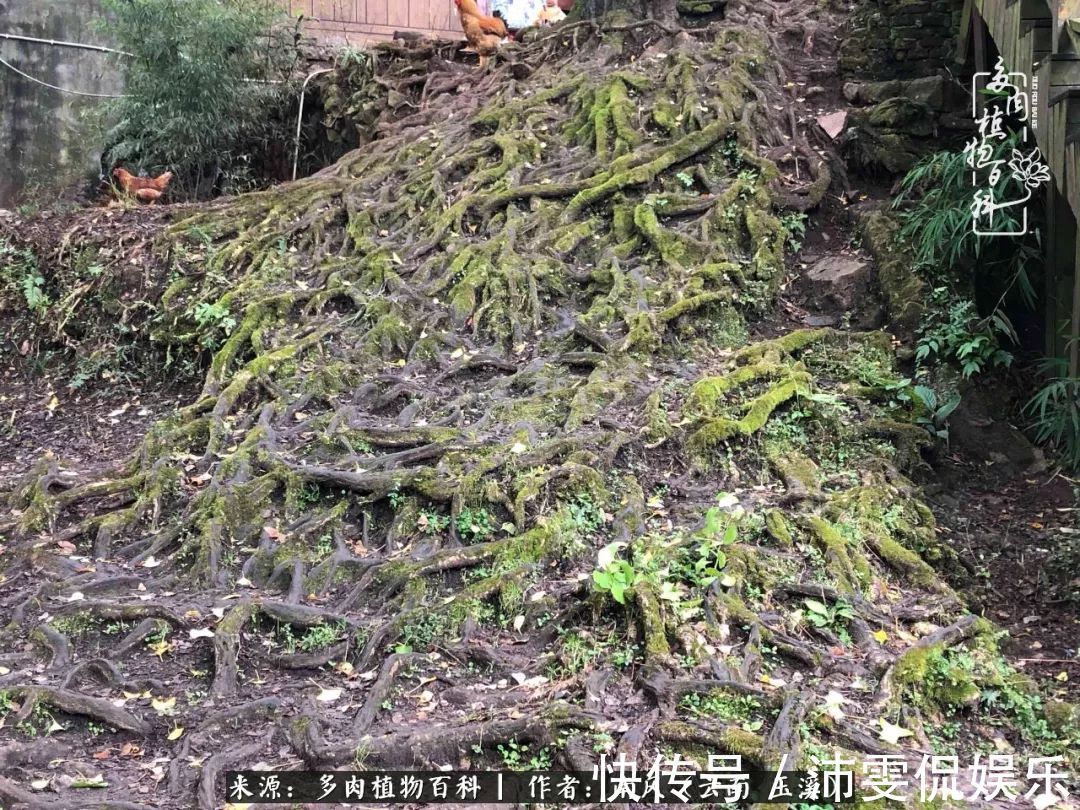 深秋里,种多肉、赏多肉、会肉友,马不停蹄快乐多!