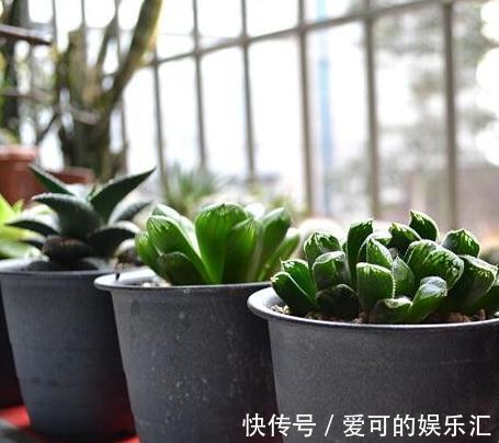 阳台养花总烂根,黄叶,不开花,3个关键要知道,不能忽略