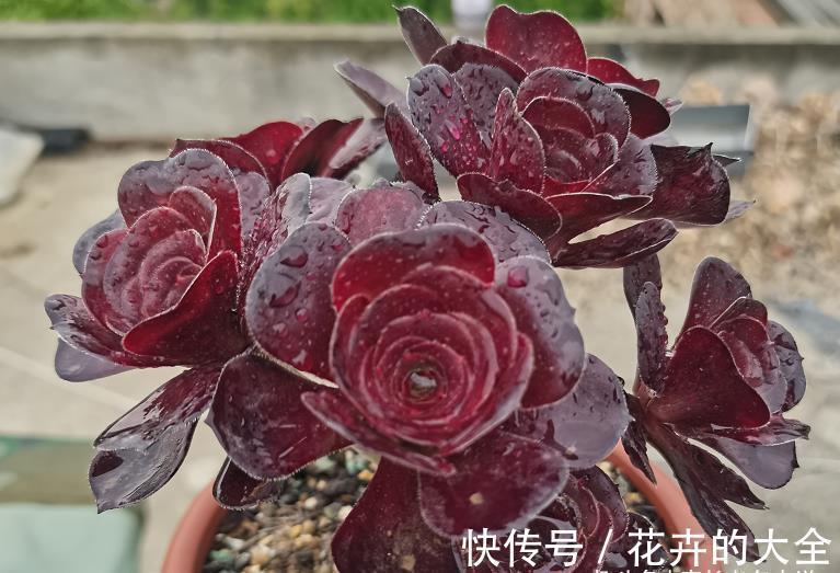 叶心处|想把自己的法师多肉养成碗的形状？那必须得满足4个要求才行