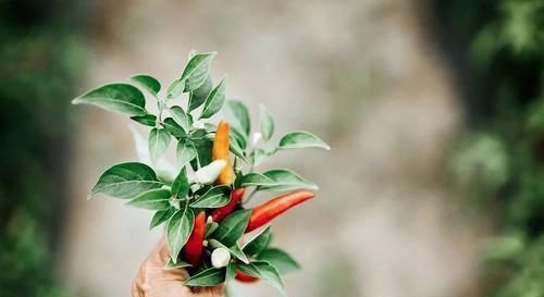 随息居饮食谱|一种不伤身体的吃辣方法,暖脾胃,升阳气,祛除体内湿气和老寒!