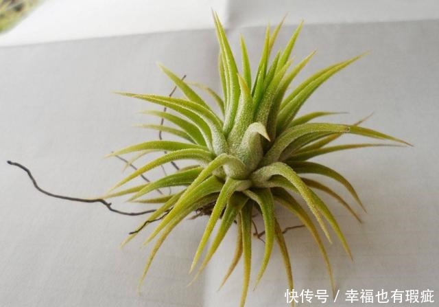 爆盆|养花就养盆好养的,不用操心就爆盆,适合新手来养护,漂亮极了