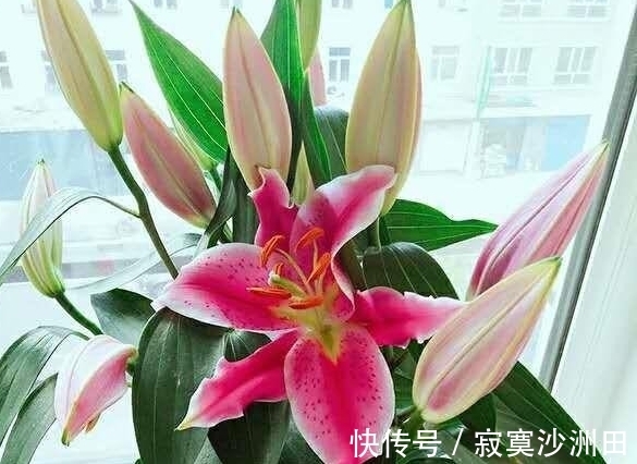 养花的时候应该怎样使用磷酸二氢钾?