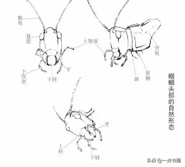 蝈蝈@国画教程——蝈蝈的画法