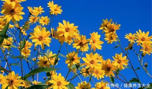 它是“天然胰岛素”,5块钱1斤,遇到不要手软,腌着吃最过瘾!