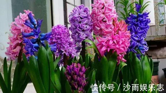 黄连|喜欢菊花养盆“它”,皮实好养,一年四季可入手,5月开到10月