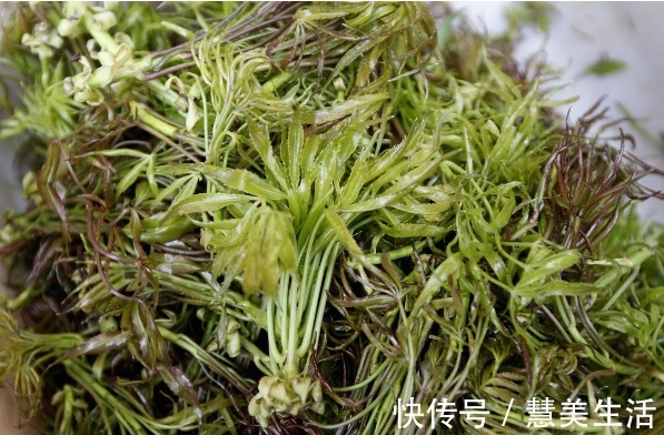 小根|65种野菜图片，带你认识不同的野菜和吃法，你想要的野菜这里都有