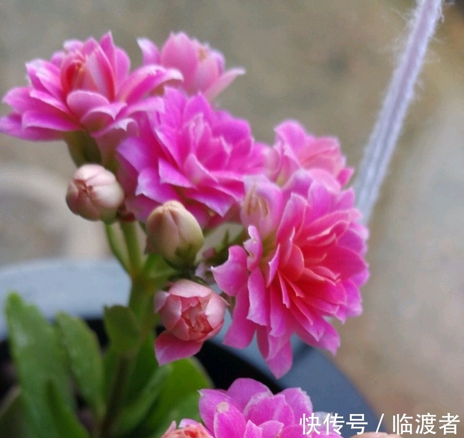 九月底,赶紧这样管理长寿花,否则今年可能不开花