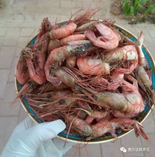 内脏|冬天养花埋点它，开春就疯长，1年不施肥一样绿油油！