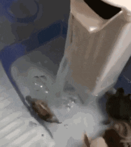 |搞笑GIF:听说,这哥们后来被这只拖鞋打的老惨了