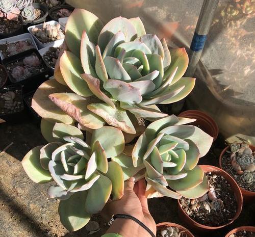 春天养白凤,满足3个条件,避免长成大包菜,养成粉嫩老桩!