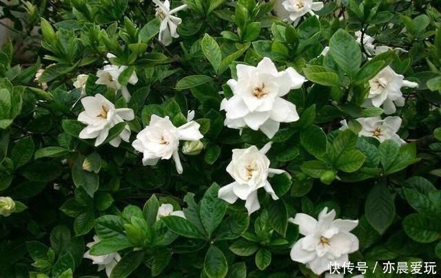 土壤|冬天家里气味难闻,养这4种花吧,仿佛生活在花园里,香气四溢