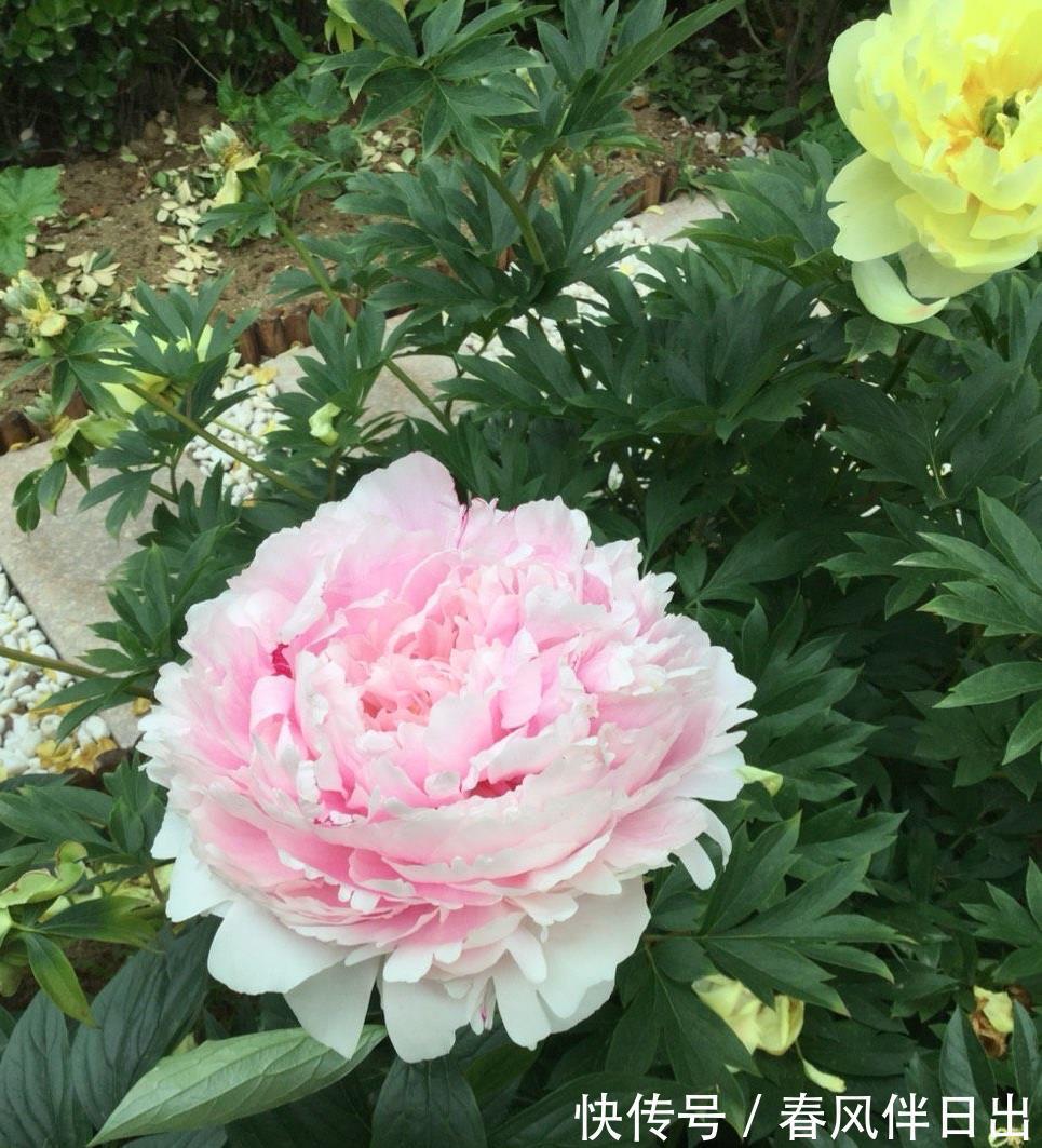 夏天|院子里养四种花，夏天冬天都不怕，花大艳丽，好看又顽强
